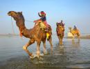 What are Camels Doing in the Ganga?