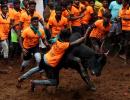 TN nod to Jallikattu with Covid safety norms in place