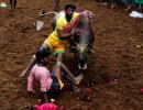 SC allows jallikattu, bullock cart and buffalo races