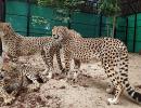 Cheetahs to make a comeback in India in August