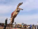 Seen Camels Perform Stunts?