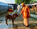 Yogi, the saffron-clad monk who will be UP CM again