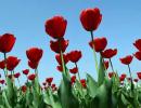 Kashmir's Tulips Celebrate 25 Years!