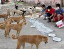 SC lifts stay on Delhi HC order on feeding stray dogs