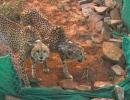 Cheetahs at MP park kill 1st prey on Indian soil