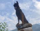 Army dog Zoom features on list of gallantry awards