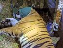 Maha: 'Conflict tiger' that killed 13 people captured