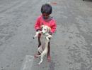 Infant mauled by stray dog in posh Noida society, dies