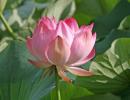 Lotus Blooms In Dal Lake