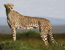 1st batch of S African cheetahs may reach India in Oct