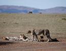 Another cheetah dies at Kuno, 7th fatality in 4 months