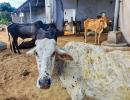 Safe to drink milk from LSD-infected cattle: Official