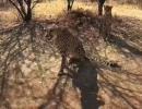 SEE: First look of India's new Cheetahs