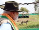 No serious efforts made to reintroduce cheetahs: PM