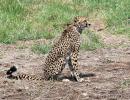 Namibian cheetah death: Experts' qualification sought