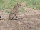 Cheetah adapting to new home after initial hesitation