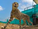 Cheetahs enjoy 1st meal in India, appear playful