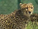 All cheetahs in good health, experts keep close watch