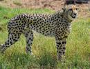 The Great Cheetah Tamasha