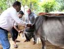 Lumpy disease: UP bans cattle trade with 4 states