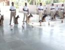 This 'Super Sniffer' squad to protect India's cheetahs