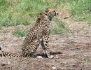 Kuno cheetah strays into nearby village