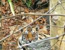 Tiger count drops in Western Ghats: Report