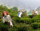 SEE: Where Darjeeling Tea Comes From