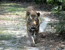 Night curfew in 25 U'khand villages as tiger kills 2