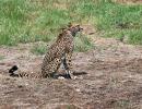 After 2 deaths, MP seeks another site for cheetahs