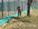 Cheetah Asha strays out of Kuno national park again