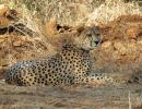 Yet another African cheetah dies in Kuno, 10th so far