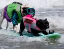 Seen The World Dog Surfing Championships?