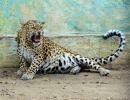 Leopard that terrorised Bengaluru for 5 days shot dead