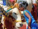 Celebrate 'Cow Hug Day' on Feb 14: Govt