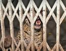 SEE: When A Leopard Appeared In Court