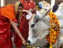 No 'cow hug day' on Feb 14, says animal welfare board