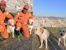 Romeo and Julie, NDRF's heroes behind Turkey rescue