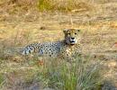 12 cheetahs from South Africa en route to India