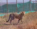 12 S African cheetahs land, to be released in Kuno