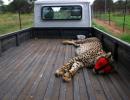 Cheetah deaths: Worst still to come, says expert