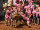 26-yr-old bull tamer gored to death at TN jallikattu