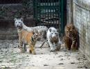 Meet Patna's Four Tiger Cubs