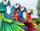 What Are These Giant Parrots Doing?