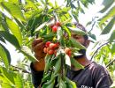 Cherry Harvesting Begins In Kashmir