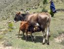 Ban on slaughter of cow progeny: SC refuses to...