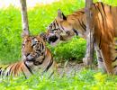 India has 3682 tigers, home to 75% of global numbers