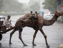 Ship Of The Desert Marooned In The Rain