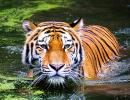 India Lost 30 Tigers In 2 Months