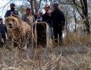 2 cheetahs released into wild at Kuno National Park